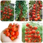 Forget Tomato Seeds: Just Plant a Few Slices from the Store. Here’s How