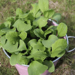 Grow vegetables all year-long with cold frames