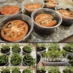 The Perfect Watering Schedule For Your Favorite Houseplants