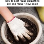 Grow a never ending supply of celery at home in a pot with this step-by-step guide