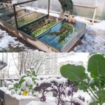 14 Vegetables To Grow In 5-Gallon Buckets For Compact Gardening