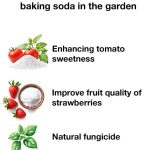 8 Natural Ways to Stop Slugs & Snails from Destroying Your Plants