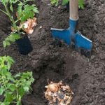 What is Three Sisters Gardening? A Complete Guide to Growing a Thriving Garden