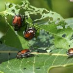 Top Companion Planting Pairs For a Thriving Garden