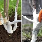 What is Three Sisters Gardening? A Complete Guide to Growing a Thriving Garden