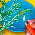 The Correct Way to Fertilize Trees for Healthy Growth