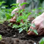 The Miracle Herb for Vision: A Natural Solution for Cataracts and Eye Health