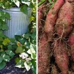 7 Things to Do in Your Garden in March