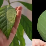 How to Eliminate Weeds in Just 10 Minutes Using a Simple and Natural Method