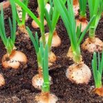 How to Make Coconut Oil at Home: A Detailed Guide