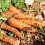 Growing Bigger Strawberries: 7 Tips For Juicy, Large Berries