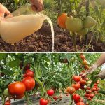 DIY Wattle Raised Garden Bed: Eco-Friendly & Rustic Backyard Project