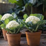How to Grow Peppers at Home: The Secret to Having Abundant Production