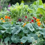 This liquid kills all caterpillars, bugs, ants, and whiteflies from the garden 