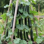 Grow More Strawberries in Less Space! How to Build a Stunning Strawberry Pyramid Planter