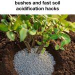 Stop Buying Beets! Grow Your Own with These 10 Easy Tips!