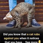 If You Notice This Insect in Your Home, You Should Go Immediately to…