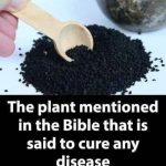 If You Notice This Insect in Your Home, You Should Go Immediately to…