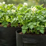 9 Foods You Can Grow In Buckets All Year