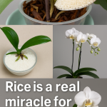 Black seed and honey to boost immunity and healing