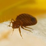 Homemade mosquito trap, the only natural remedy that eliminates them all
