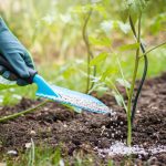 Most people are clueless about its power. This is more than just a plant. Here’s why