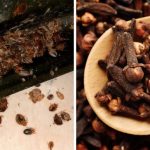 Discover the Surprising Benefits of Putting a Bay Leaf in Your Socks