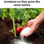 My nana swears by this DIY weed killer recipe. Here’s how it works