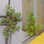 Make Any Plant Double in Size (in 120 Hours)