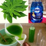 Why You Should Put Mullein Leaves on the Soles of Your Feet