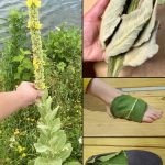 Save Your Watermelon Seeds – They’re Packed with Health Power