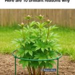 Stop buying herbs at the store. Grow these 15 at home all year round