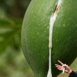 Bicarbonate in the garden, the 10 uses for your plants that you didn’t know yet