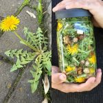 White Clover (Trifolium repens): 15 Benefits and Homemade Uses
