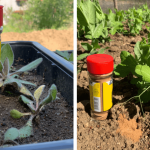 30 Powerful Reasons You Should Stop Ignoring Purslane