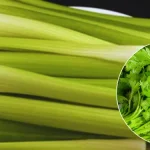 Green Papaya Latex: 18 Surprising Benefits for Health and Beauty