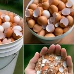 Goldenberry Power: 20 Benefits of Physalis peruviana and How to Use It at Home