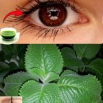 Place Bay Leaves in the Corners of Your Kitchen – Here’s the Ancient Reason Why