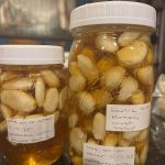 Can Lemon Seeds Help with Snake Bites? Experts Explain the Truth — and Safe First-Aid Steps You Should Know