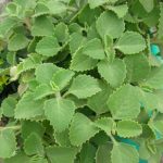 47-year-old woman passed away days after learning she had diabetes, doctor warns this spice is the reason