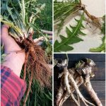 Chenopodium Album (Lamb’s Quarters): Discovering its Nutritional and Medicinal Proficiencies