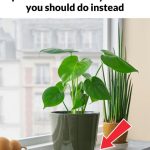 I was totally out of the loop before! Can’t wait to try this!