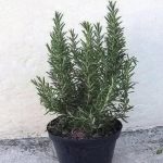  If You See a Turtle or a Camel First — What It Reveals About How Your Brain Works