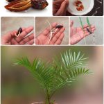 Holding Cloves in Your Mouth: A Natural Way to Relieve Toothache