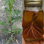 Boiling Cloves and Orange Peel: A Simple Home Remedy for Better Health