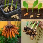 Elixir of Youth: Parsley Tightens Skin and Instantly Smoothes Wrinkles!