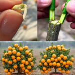 7 Handy Tips Every Woman Should Know About Cloves