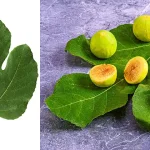 Bay Leaf The Natural Wrinkle Eraser for Ageless Beauty