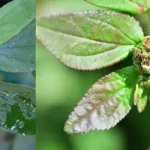 Science Is Finally Exploring What Humans Have Felt for Centuries: Walking Barefoot on Natural Ground May Truly Boost Your Health