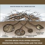 How to Make Bay Leaf Oil and Why It’s a Hidden Remedy for Pain & Inflammation